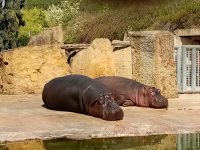 ZOO Praha_0