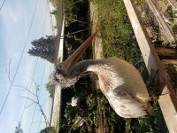 ZOO Praha_2