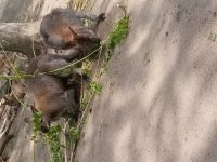 ZOO Praha_4