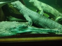 ZOO Praha_5