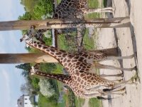 ZOO Praha_7